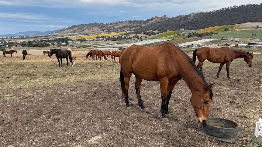 Horses grazing in a Southern Tasmanian valley