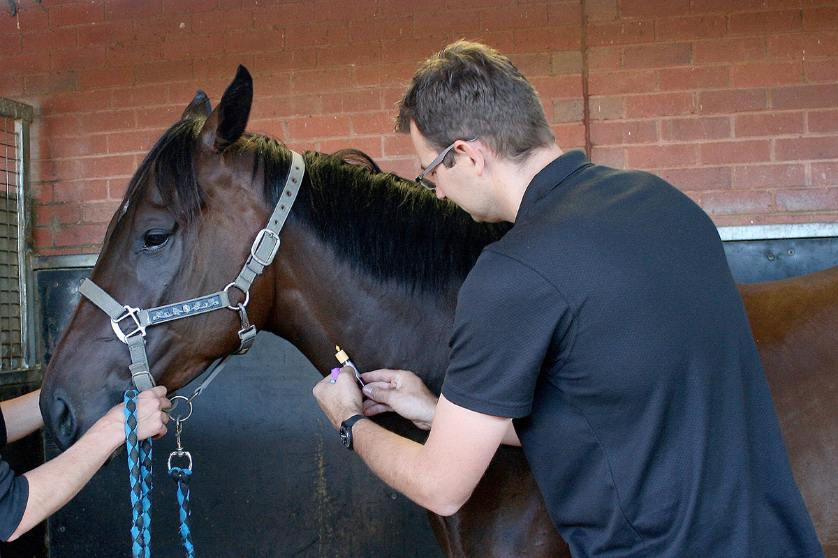 Equine veterinary care in a stable