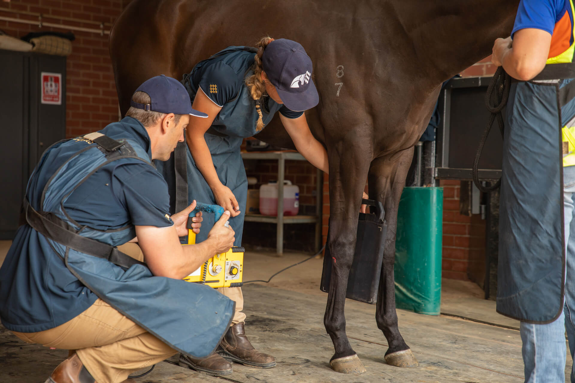 Equine vets examining a horse in a stable