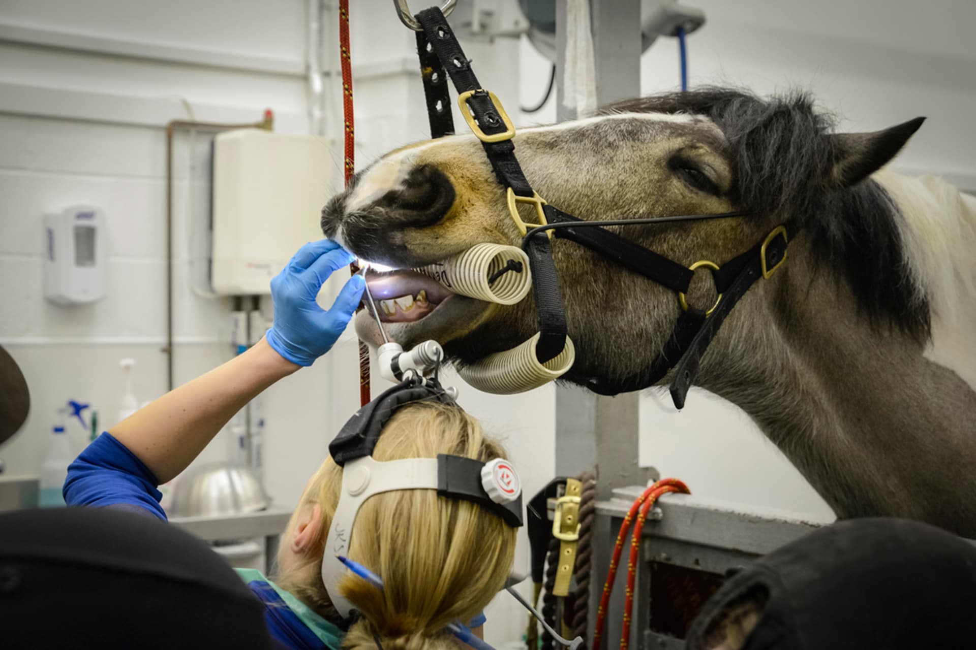 Equine dental examination