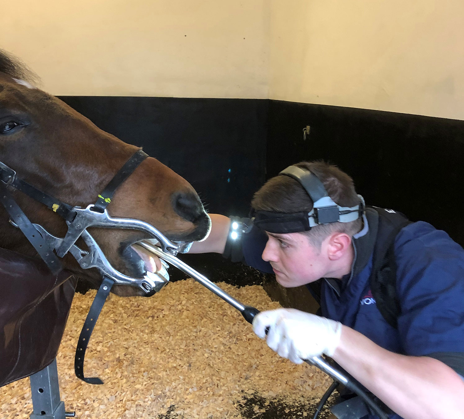 Equine dentistry work