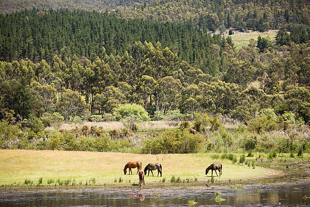 Horses grazing in a Tasmanian paddock