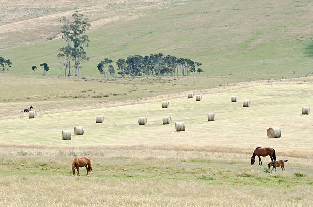 Horses in a Tasmanian paddock